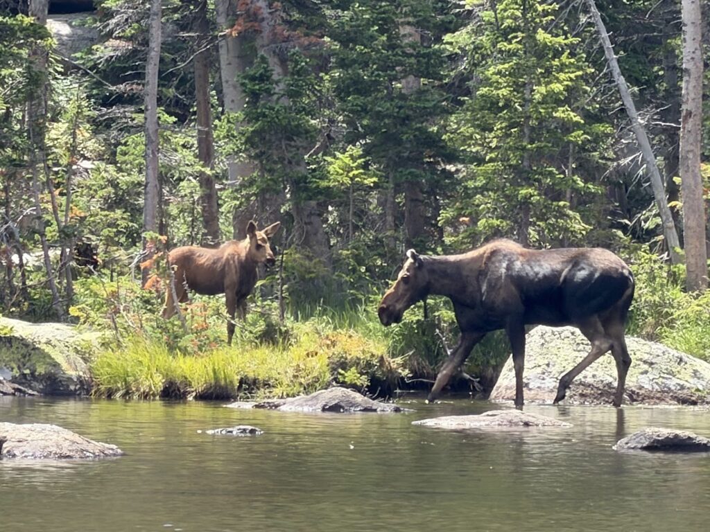 Photo of a moose and her baby at Spruce Lake in Rocky Mountain National Park