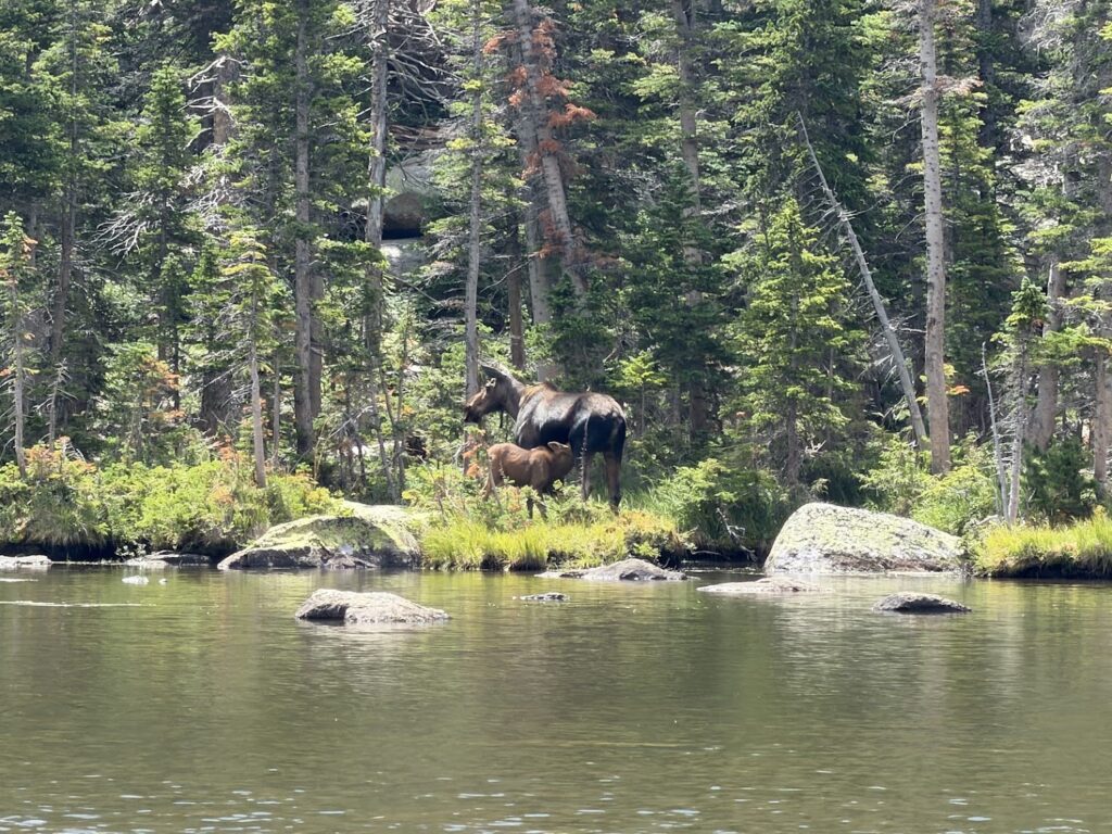 Photo of a mama moose nursing her baby at Spruce Lake in Rocky Mountain National Park